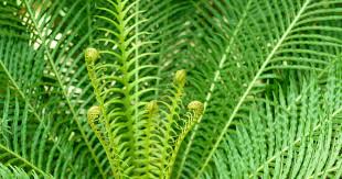 While this type of fern can technically be grown as a houseplant, in the. Silver Lady Fern Care How To Grow Blechnum Gibbum