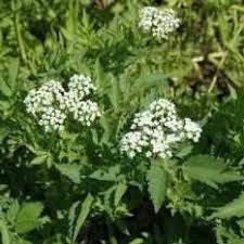 Image result for Oenanthe