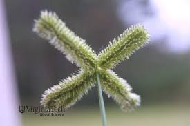 Image result for Dactyloctenium geminatum