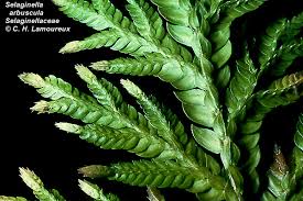 Image result for Selaginella auquieri
