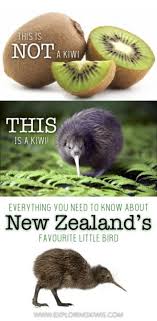 The little spotted kiwi is one of new zealand's most impressive conservation success stories. Why Are New Zealanders Called Kiwis And Why You Shouldn T Eat A Kiwi Exploring Kiwis