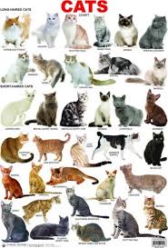 Pin By Karen Mo On Cats Cats Cat Breeds Beautiful Cat Breeds