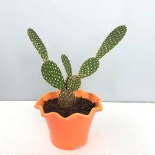 Learn the simple way to multiply your cactus. Bunny Ear Cactus Opuntia Microdasys Amulya Farms Nursery