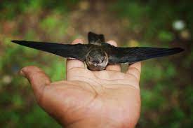 Sebenarnya saya juga kurang paham jenis burung ini. 3 Best Sarang Burung Layang Layang Images Stock Photos Vectors Adobe Stock