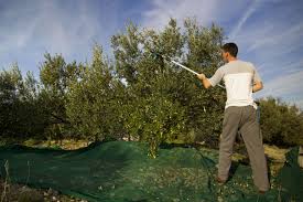 Croatia Wants Its Olive Farmers To Organize Pantsuit Pants Croatia