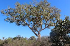 Image result for Colophospermum