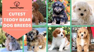 Maybe you would like to learn more about one of these? Teddy Bear Dog Breeds For Cuteness And Cuddles Teddy Bear Puppies