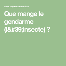 Que Mange Le Gendarme L 39 Insecte Gendarme Insectes Manger