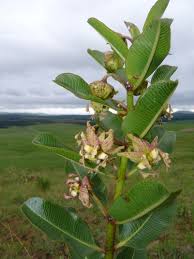 Image result for Pachycarpus lineolatus