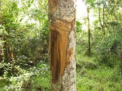 Image result for Olea capensis