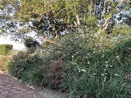 Image result for Faurea intermedia