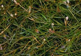 Image result for Potamogeton pusillus