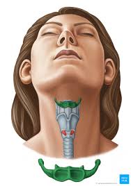 2.2 shoulder muscles and shoulder tendons. Hyoid Bone Anatomy And Function Kenhub