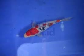 Kolam ikan koi ini bisa dibangun dimana. Cara Membuat Kolam Ikan Koi Minimalis Jualkoi Id