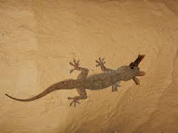 Hire the best termite control companies in tucson, az on homeadvisor. Flying Termites Lots Of Rainy Season Stock Photo Image Of Nature Flying 117292458