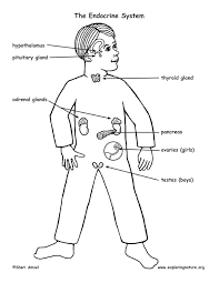 The endocrine system (chap 11). Endocrine System
