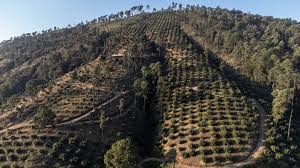 EU deja 'pelón' a México por demanda de aguacate: 16 mil hectáreas han sido  deforestadas – El Financiero