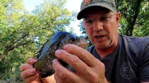 How to clean bluegill fast, clean and easy