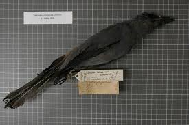 File:Naturalis Biodiversity Center - RMNH.AVES.123385 1 - Coracina  caeruleogrisea adamsoni Mayr & Rand, 1936 - Campephagidae - bird skin  specimen.jpeg - Wikimedia Commons