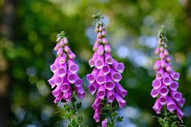 Foxgloves are a classic plant of the 'english country garden' and loved for their high towers of cone shaped flowers, that look spectacular in garden borders. Foxglove How To Plant And Grow Foxglove Flowers The Old Farmer S Almanac
