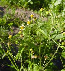 Image result for Gyrodoma hispida