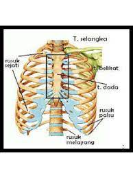 Di sisi kiri dan kanan tulang dada adalah tempat lengket dari tulang rusuk. Tulang Rusuk