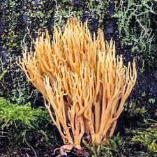 Image result for Ramaria stricta