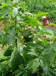 Image result for Blumea