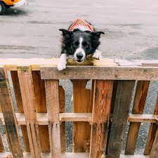 a fence is an obstacle not a barrier kopek
