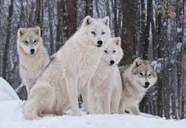 Right now we have 79+ background pictures, but the number of images is growing, so add the webpage to bookmarks and check it later! Artic Wolf Pack Arctic Wolf Snow Wolf Animals