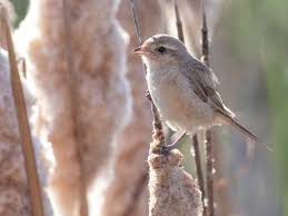 Image result for Isachne buettneri