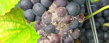 Image result for Botrytis cinerea