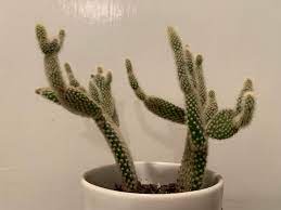 According to saguaro national park, where old granddaddy was located the cactus was afflicted with bacterial necrosis, which typically. My Cacti Are Starting To Bend And Their Arms Are Curving It Used To All Be Flat Should I Be Concerned Cactus