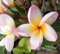 Pin On Plumerias