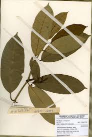 Image result for Tabernaemontana eglandulosa