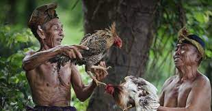 Check spelling or type a new query. Carcan Siap Dan Lontar Pengayam Ayaman Dalam Tajen Bali Payana Dewa