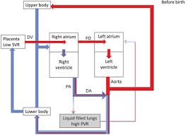 Schematic Drawing Of The Fetal Circulation Red Indicates