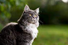 How Long Do Cats Live Great Pet Care