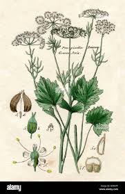 Image result for Pimpinella