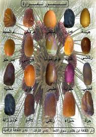 أنواع التمور Food Medicine Dried Fruits Food
