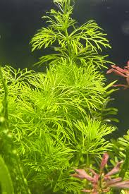 Image result for Limnophila