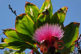 Image result for Pseudobombax