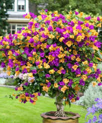 Bougainvillea Duo By Bakker At Blumen De Bakker Blumende Bougainvillea Duo In 2020 Flowering Trees Plants Planting Flowers