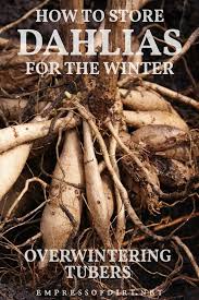 In fact, it is not advisable to store yams long term at any temperature lower than 55f. How To Store Dahlia Tubers Overwintering Eod Cold Climate Gardening Dahlia Overwintering