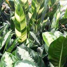 Strelitzia Reginae Variegata Dieffenbachia Variegated Plants Indoor Plants House Plants