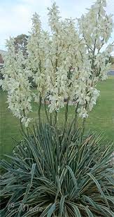 Yucca Culture Notes Cuttings Facts Growing Flowering Adam S Needle