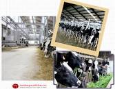 Image result for Đơn hàng vắt sữa bò nữ đến 40 tuổi 3 năm lương cao đi đơn Hot Nhật Bản