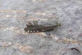 Image result for Cydia microgrammana