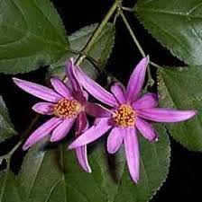 Check spelling or type a new query. Lavender Star Flower Which Is Native To Australia And Africa Is A Hardy Plant That Survives In All Kinds Of Habitats Inc Dry Shade Plants Plants Hardy Plants