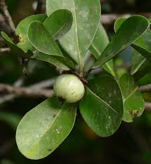 Image result for Clusiaceae